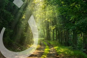 Thy Word is A Lamp to My Feet