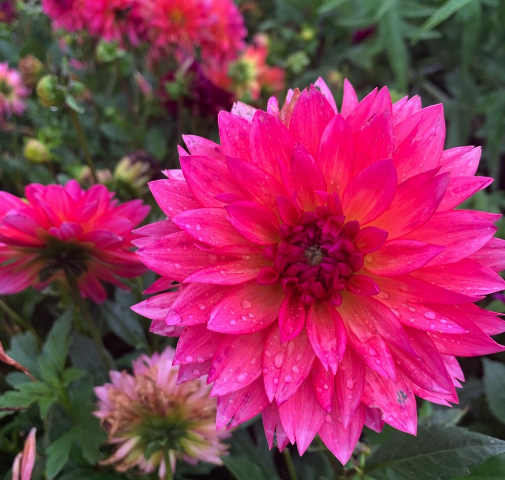 Fill The Pots With Kindness