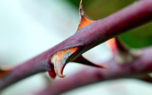 Thorn-in-the-flesh