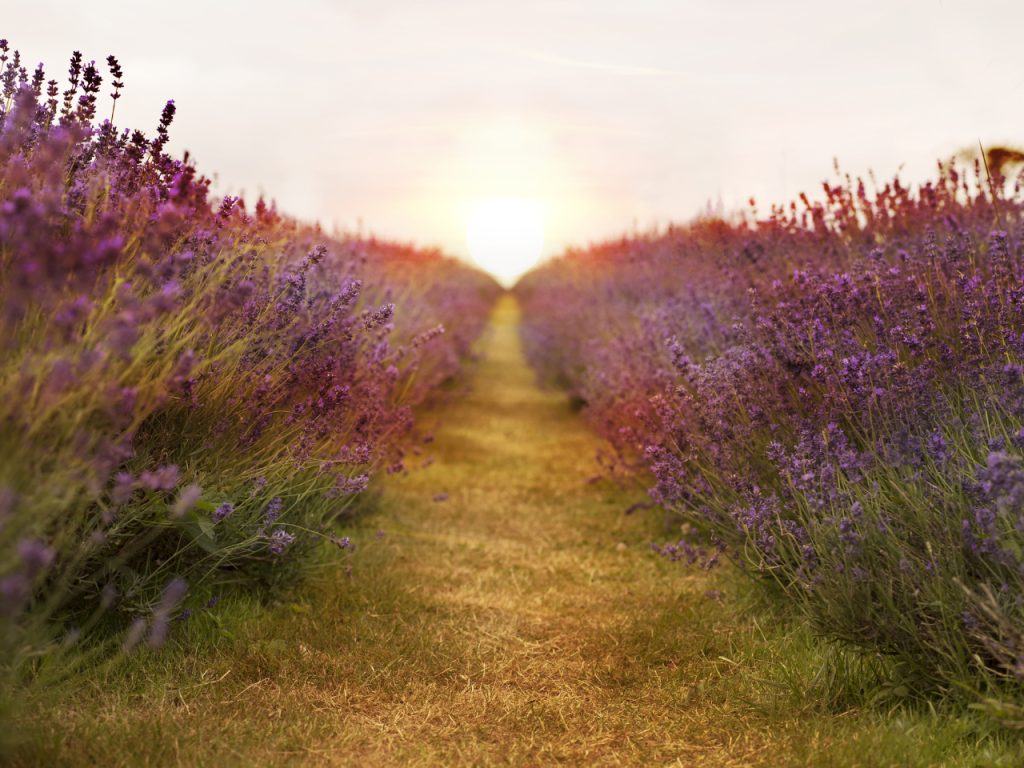 Straight-Path