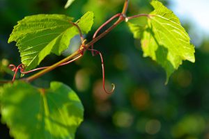 The Vine and His Branches
