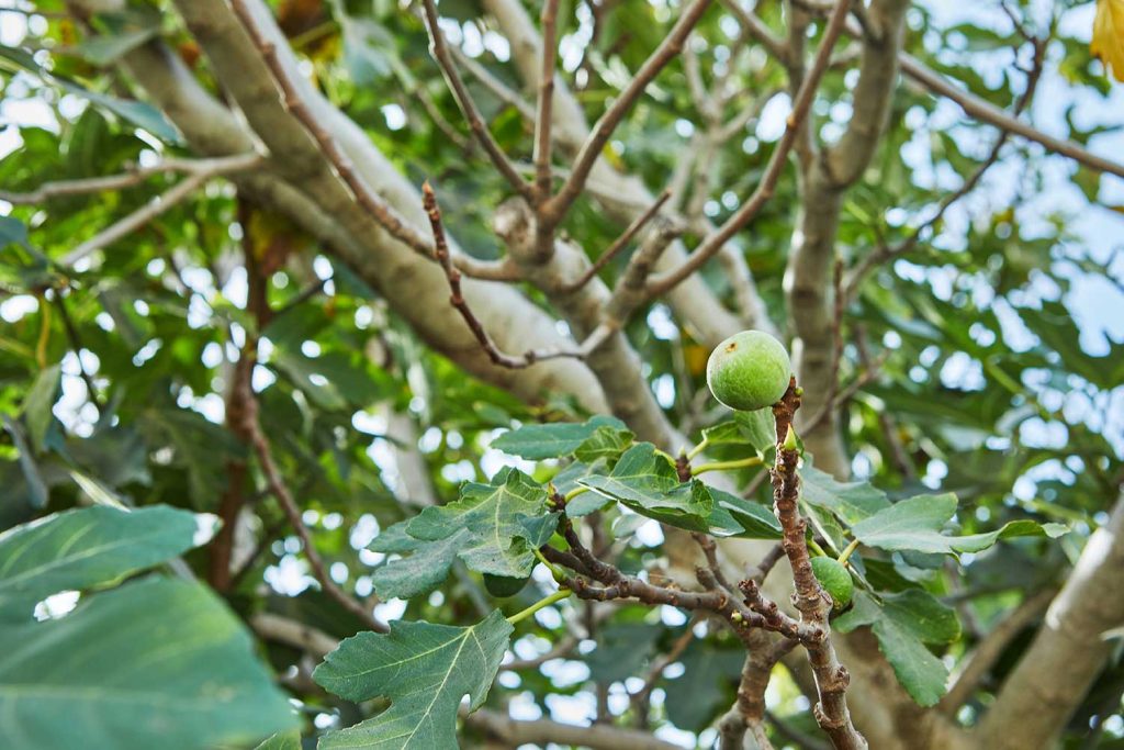 Fig-Tree